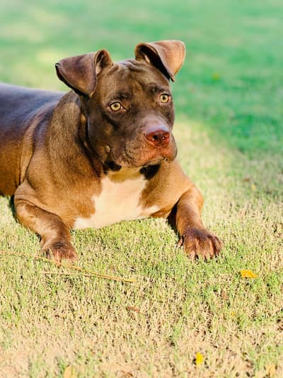 friendly nature dog