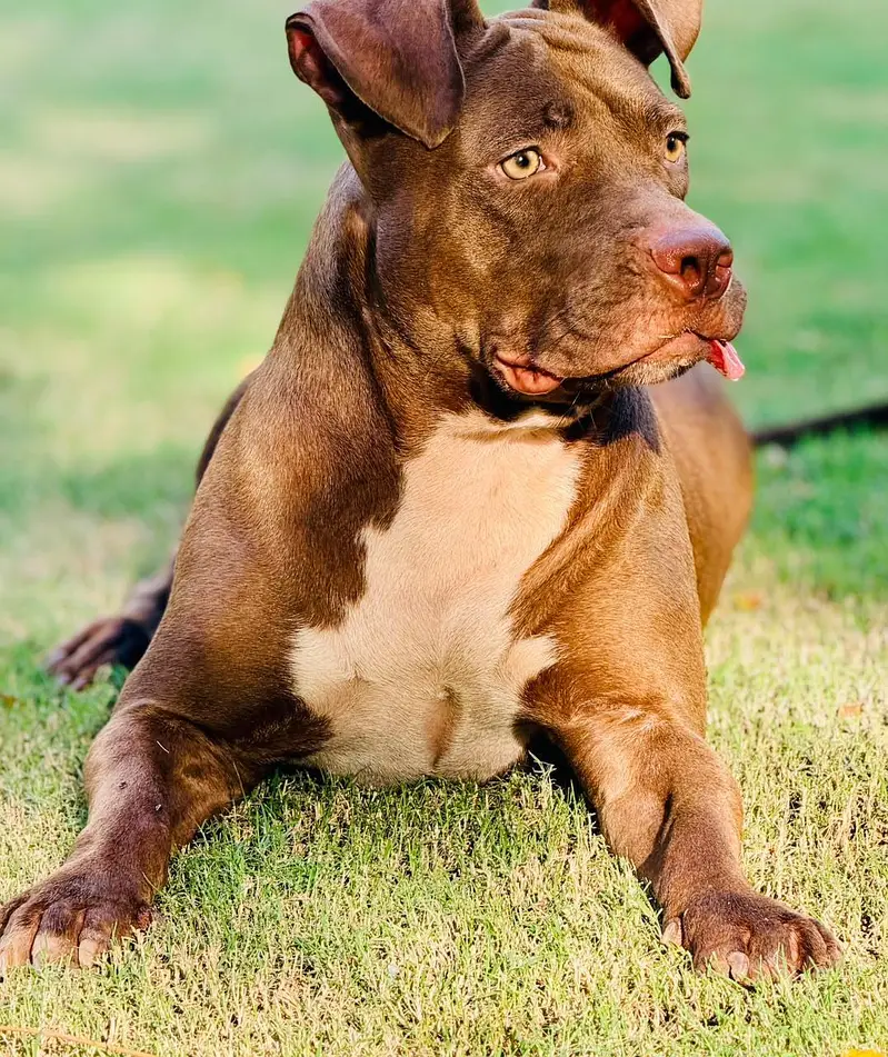 friendly nature dog — photo 2