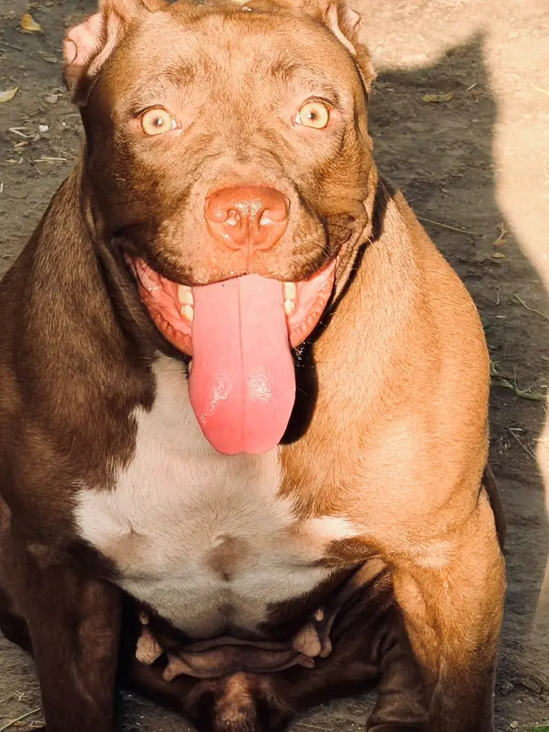 friendly nature dog — photo 3