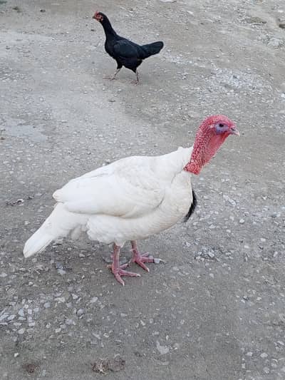 Turkey Bird Pair For Sale