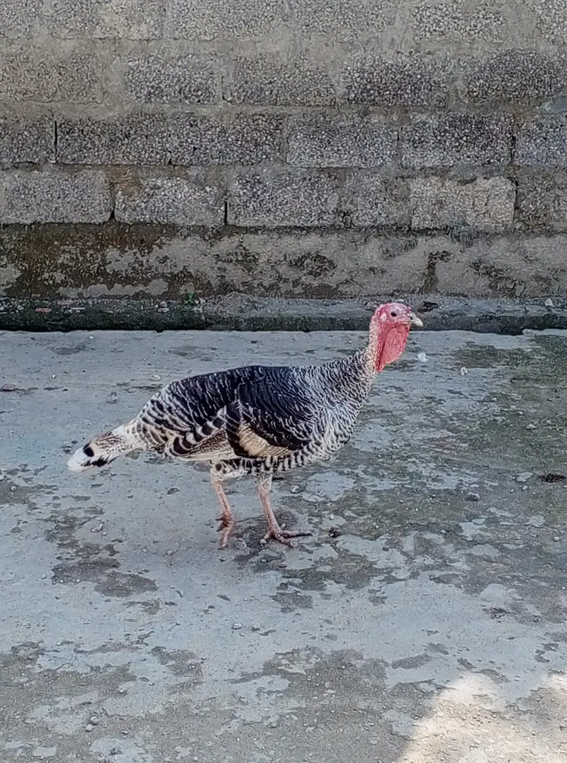Turkey Bird Pair For Sale — photo 2