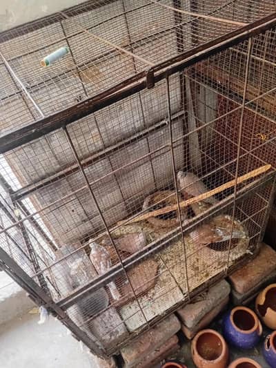 metal cage for sale urgently