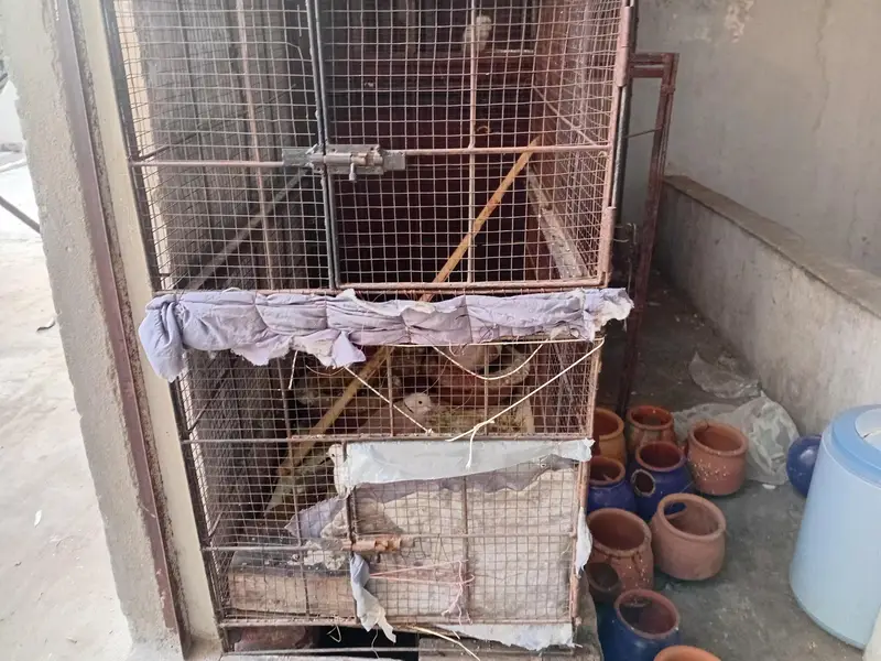 metal cage for sale urgently — photo 4