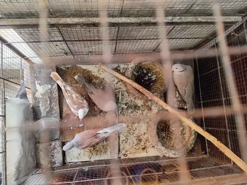 metal cage for sale urgently — photo 6