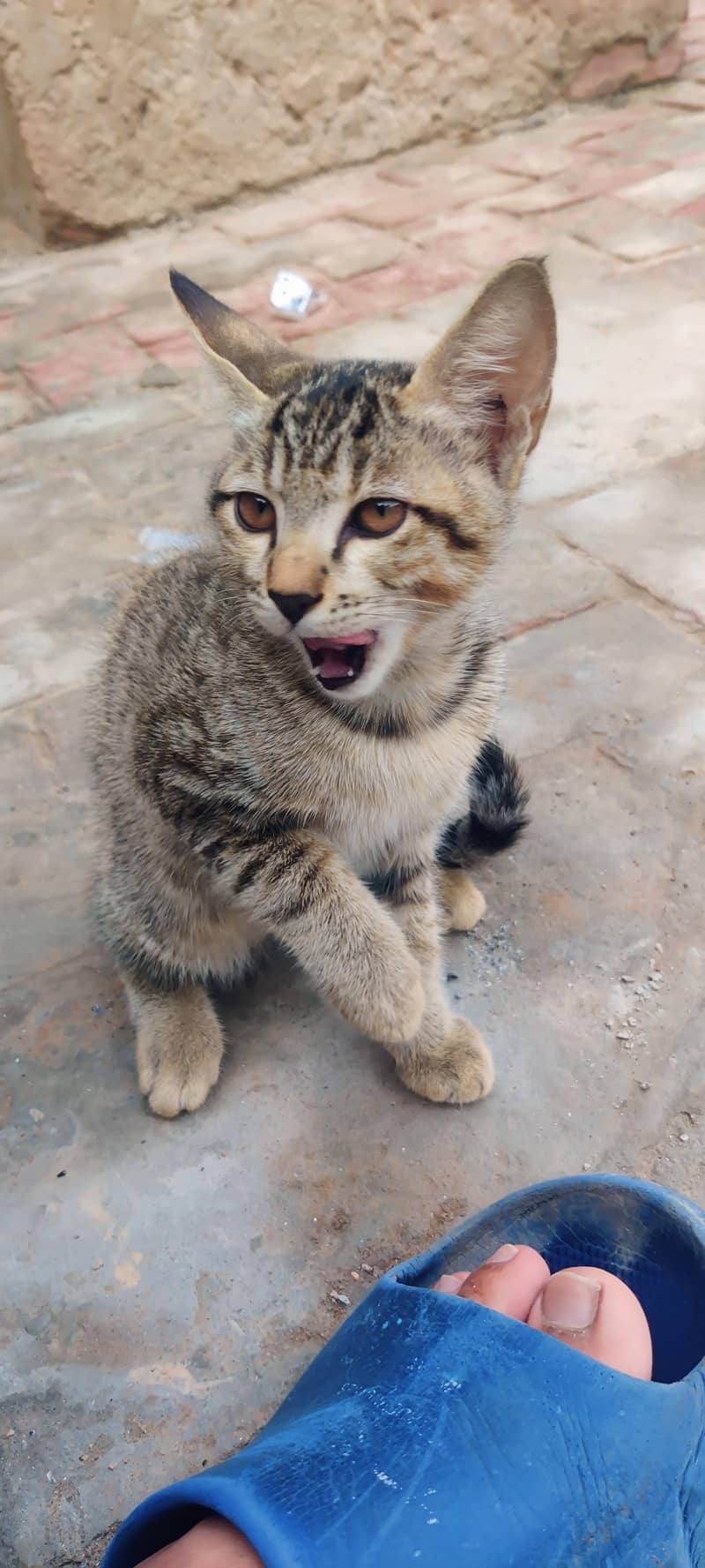 cat for adoption 0