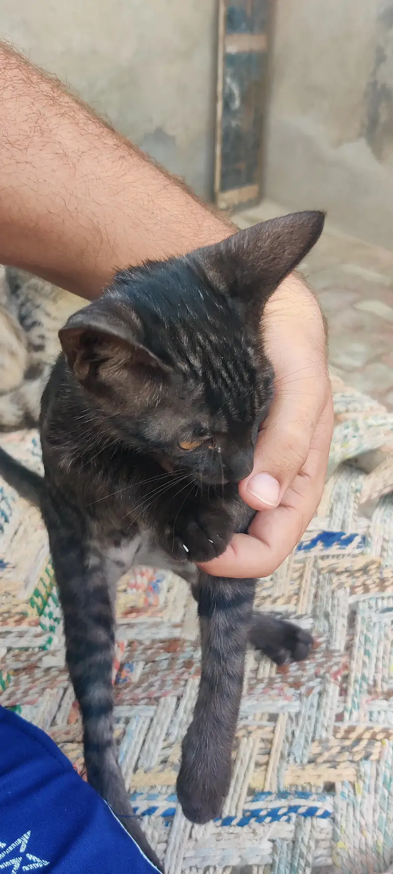 cat for adoption — photo 2