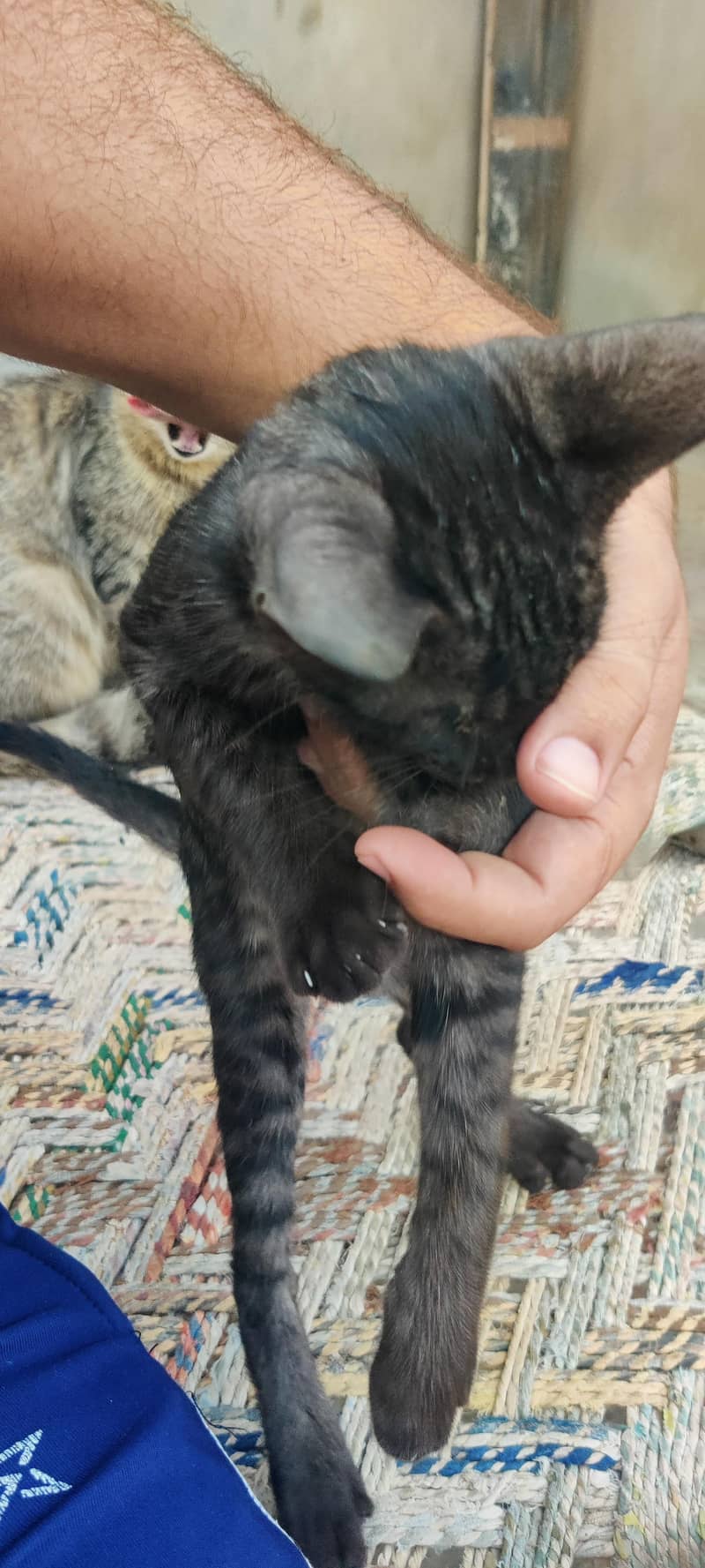 cat for adoption 2