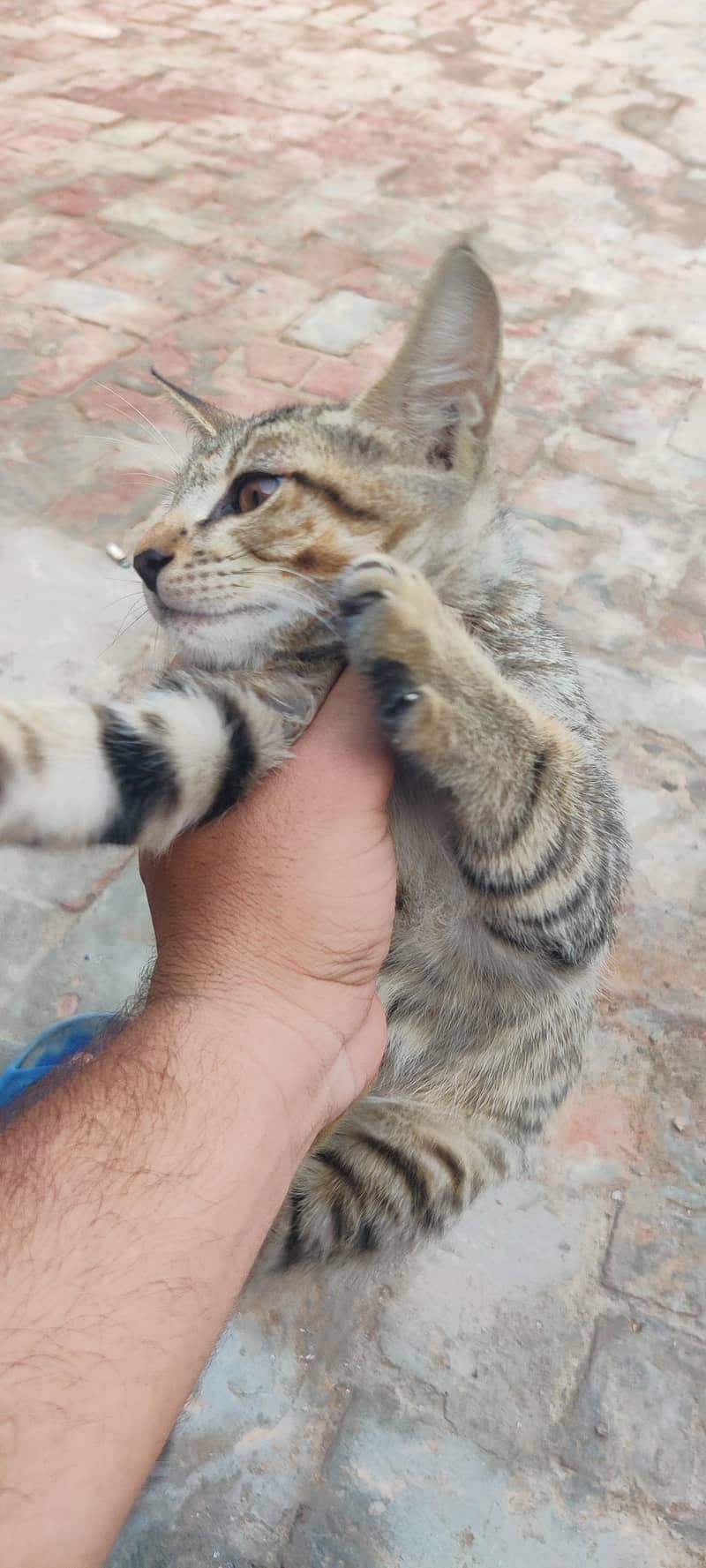 cat for adoption 3
