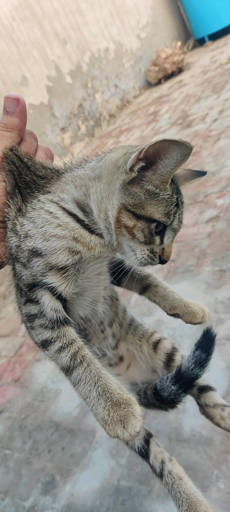cat for adoption 4