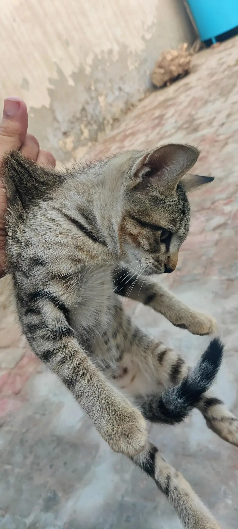 cat for adoption — photo 5