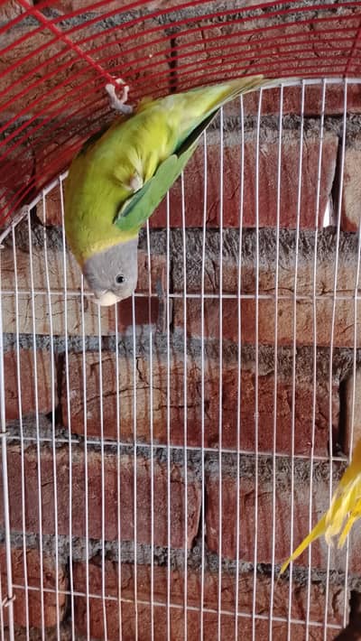 plum Headed female