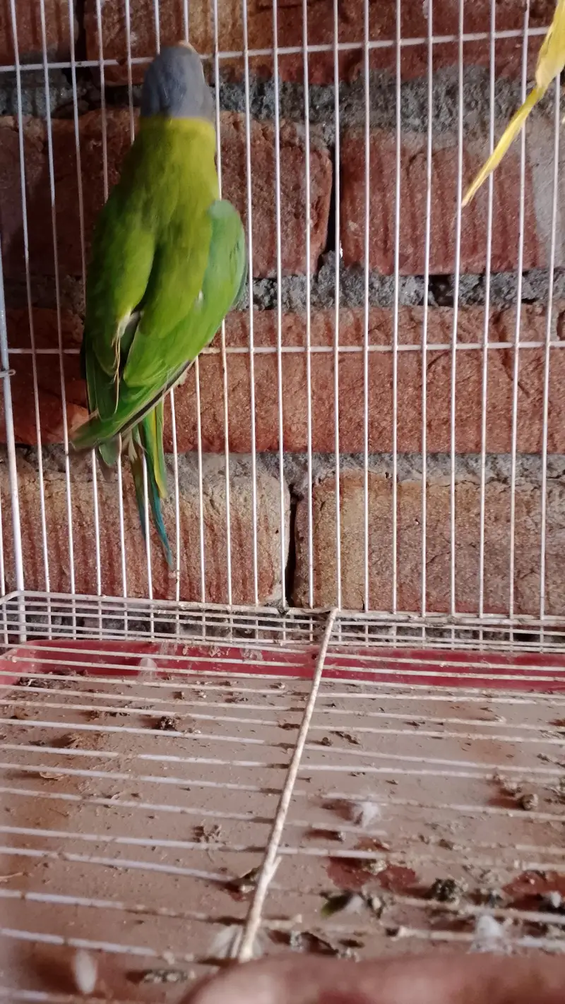 plum Headed female — photo 3
