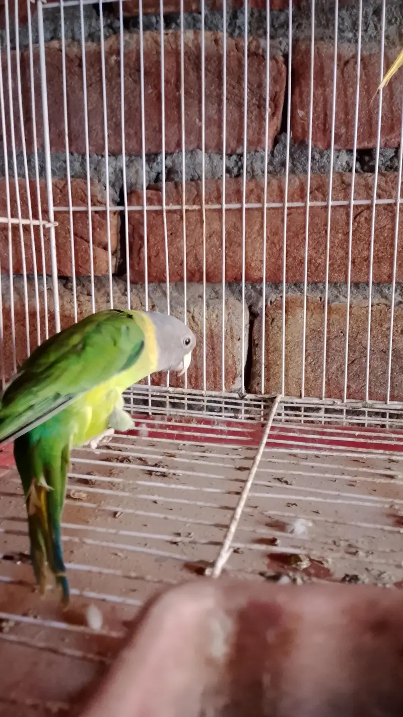 plum Headed female — photo 4