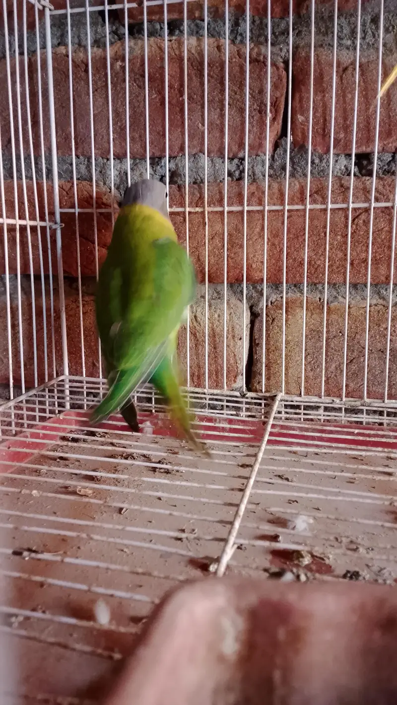 plum Headed female — photo 5