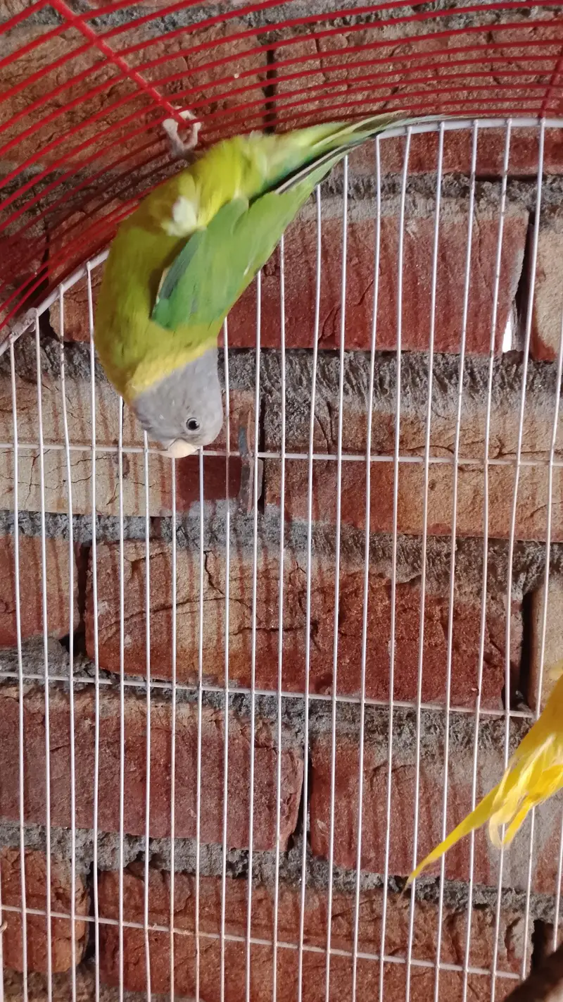 plum Headed female — photo 6