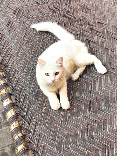 White Persian Cat