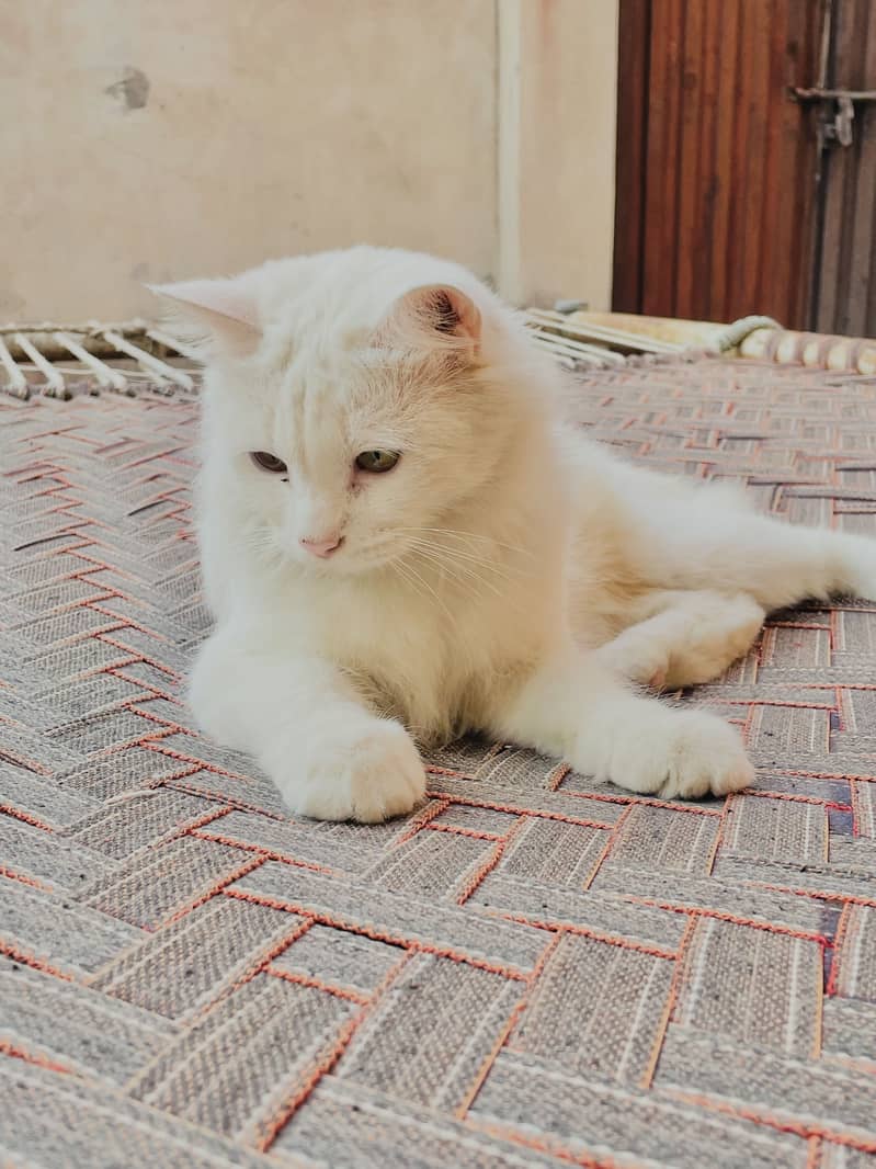 Persian Cat 1