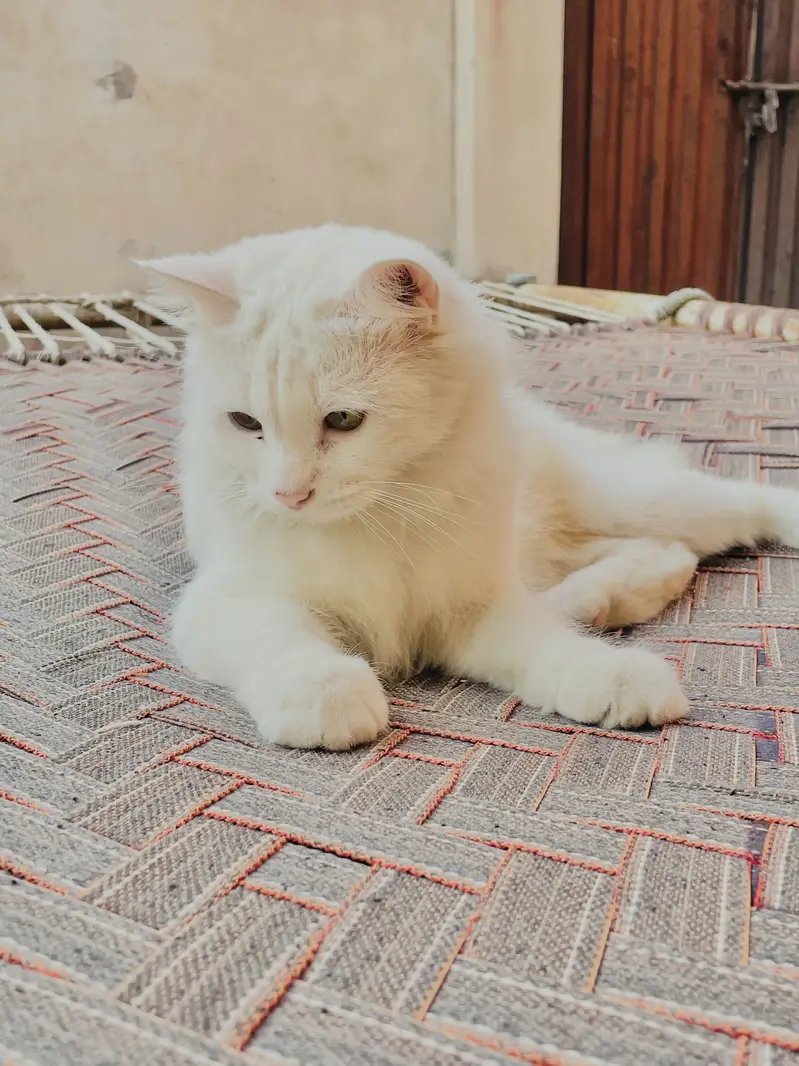 White Persian Cat — photo 2