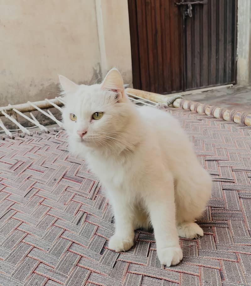 Persian Cat 2