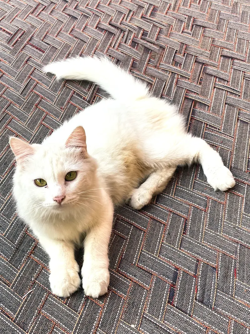 White Persian Cat — photo 4