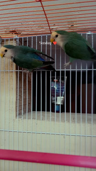 colour love bird
