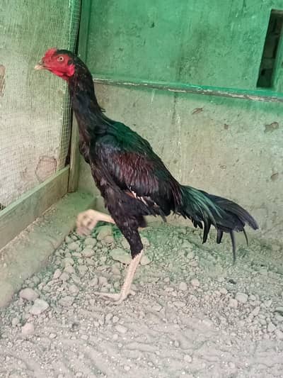 Thai old blood line pair