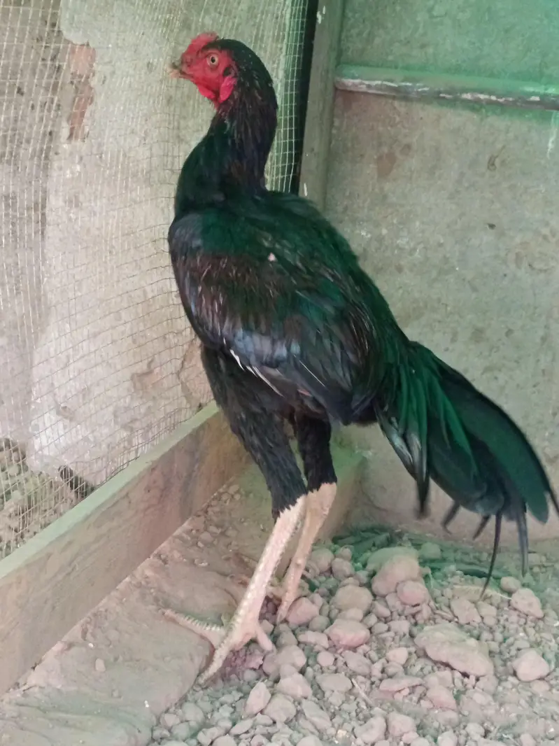 Thai old blood line pair — photo 2