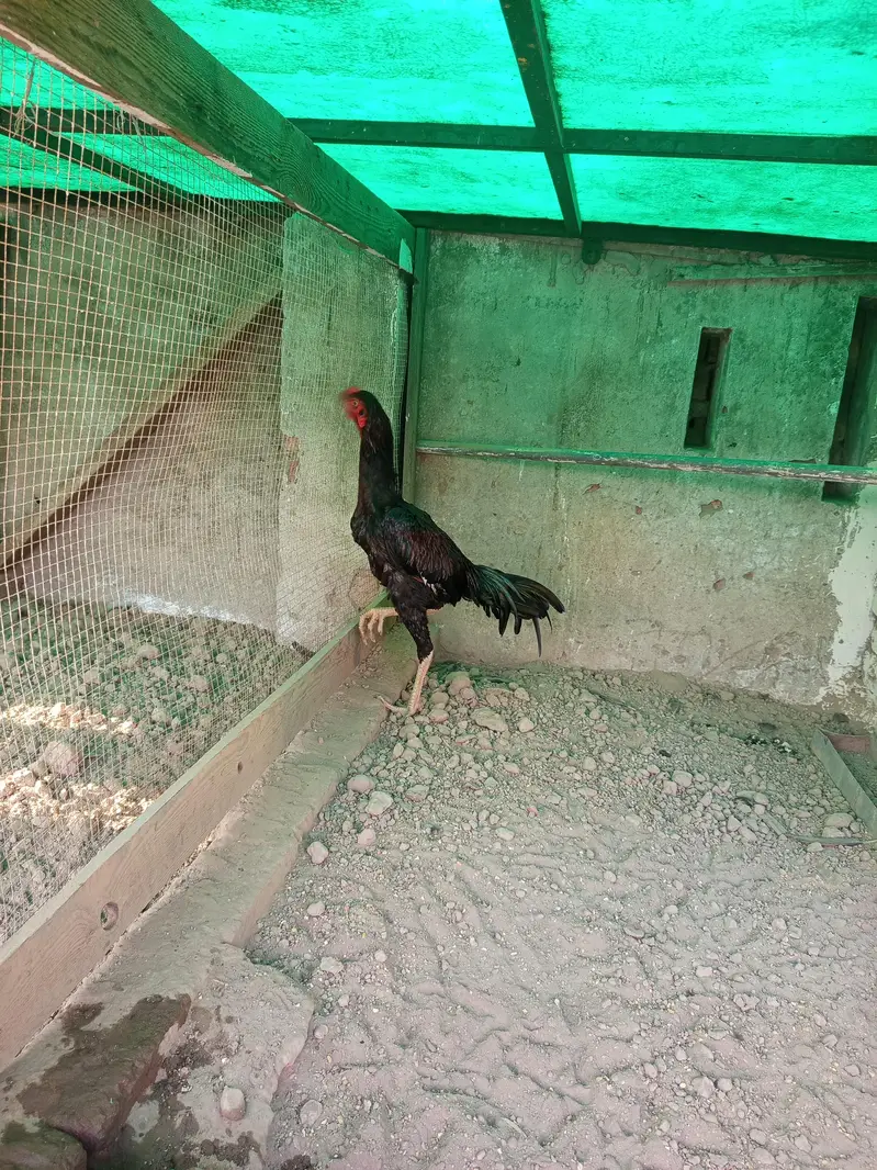 Thai old blood line pair — photo 3
