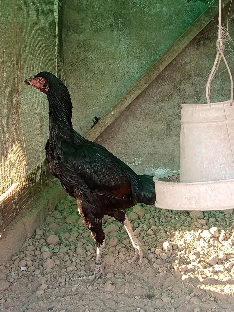 Thai old blood line pair — photo 4
