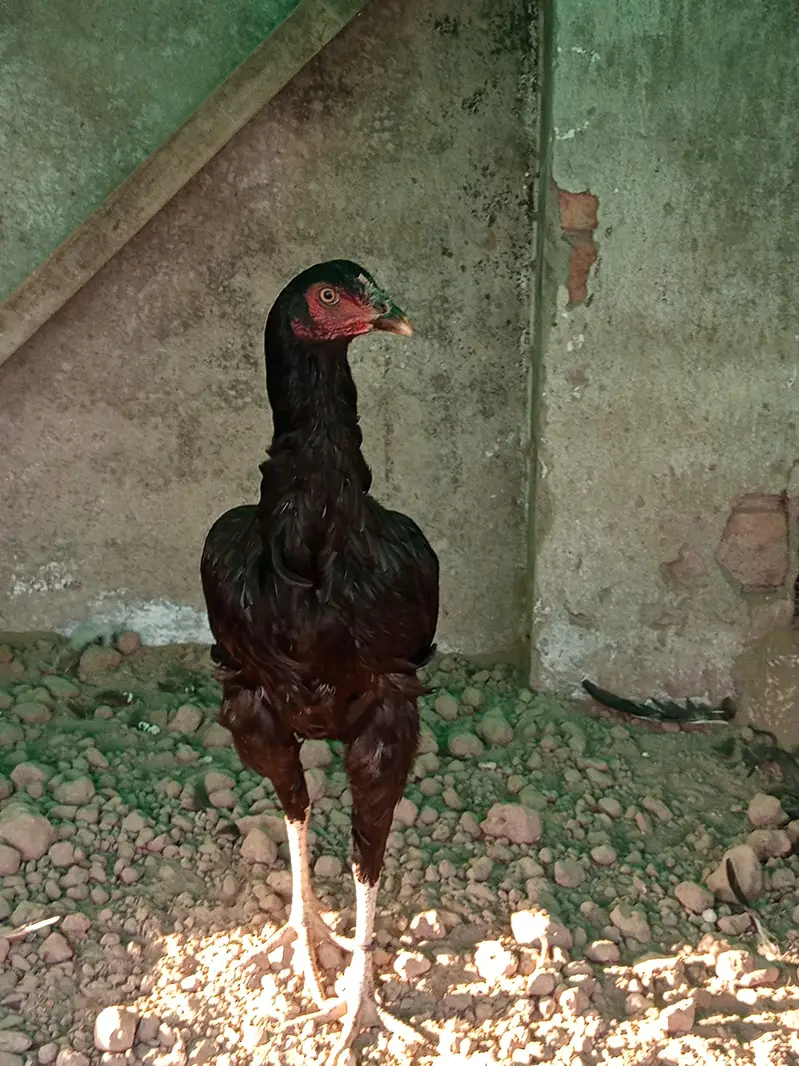 Thai old blood line pair — photo 5