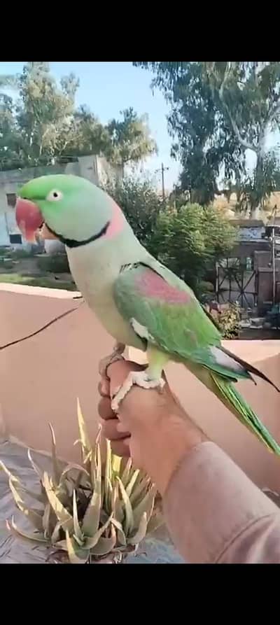 Alexander parrot hand tame talking