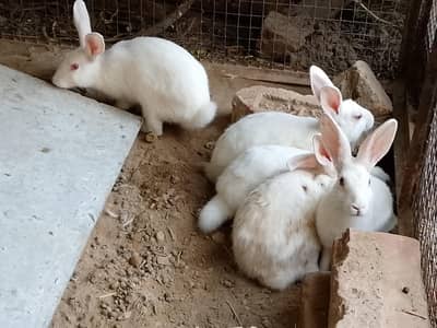 Rabbit for sale