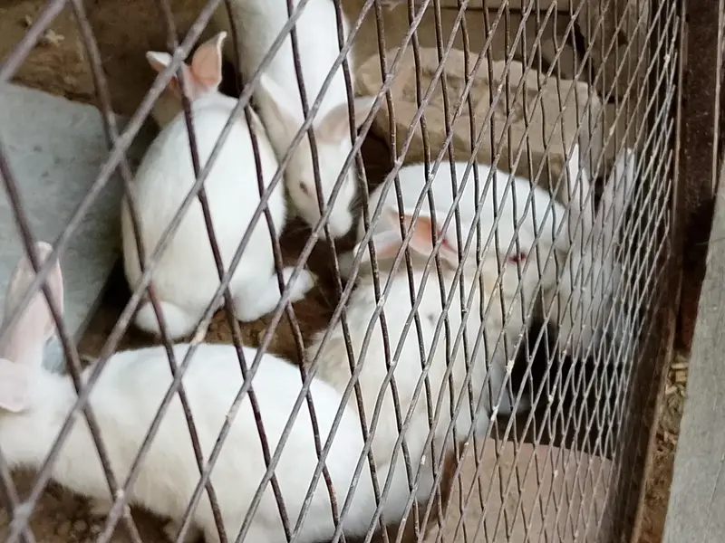 Rabbit for sale — photo 2