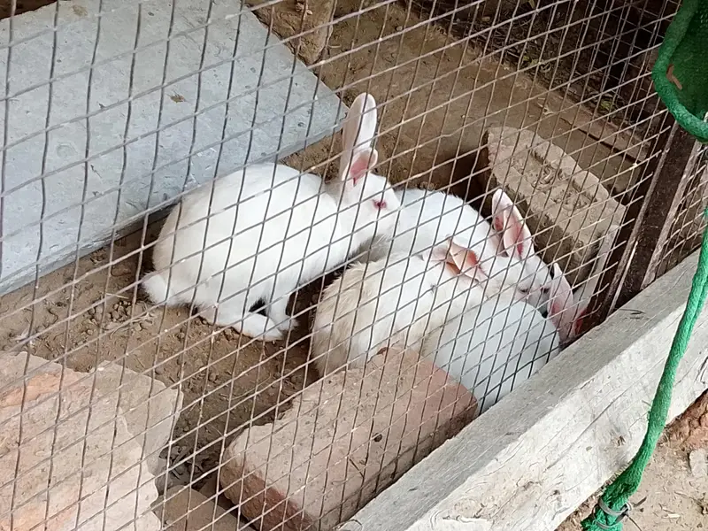 Rabbit for sale — photo 3