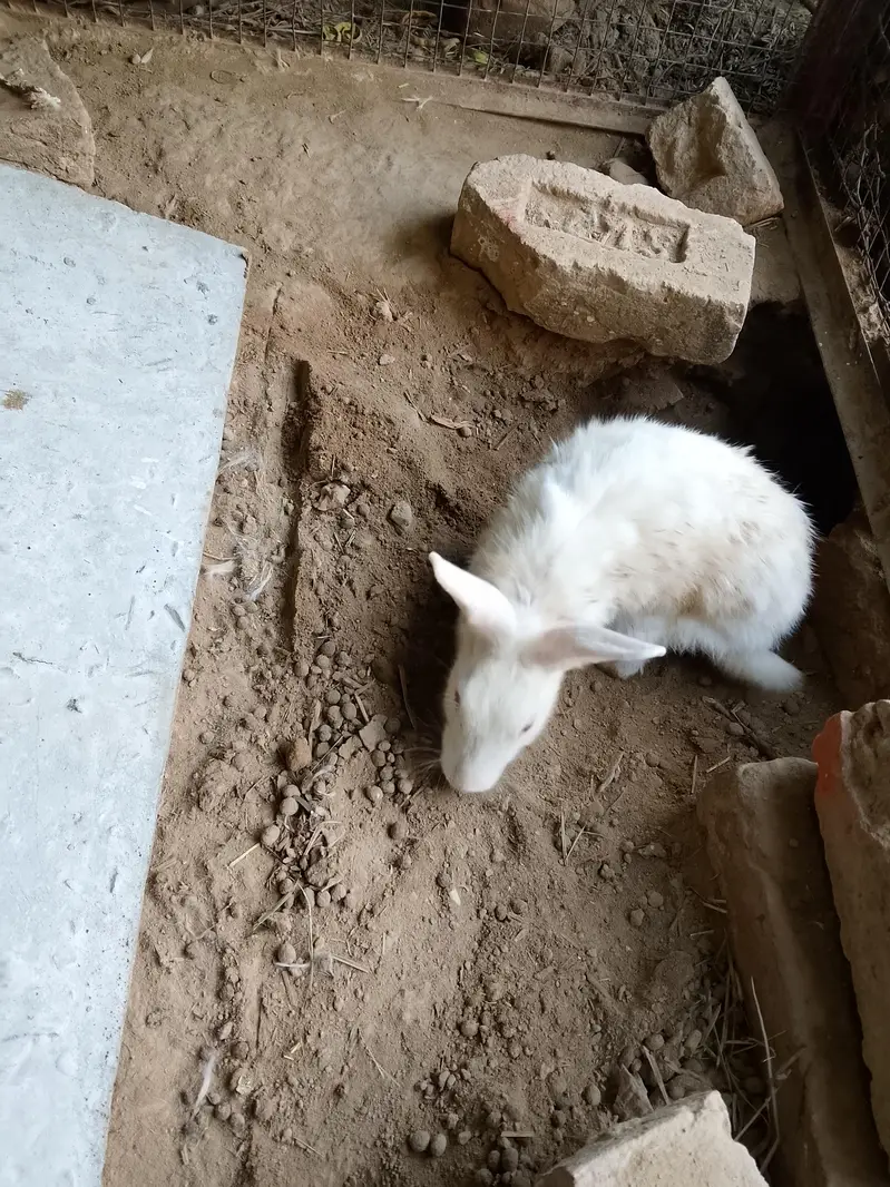 Rabbit for sale — photo 4
