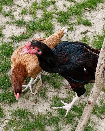 Aseel Mianwali . Active and healthy. . . ready for egg. pair price 10000