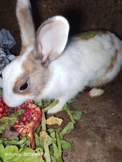 black and white rabbit pair for sale