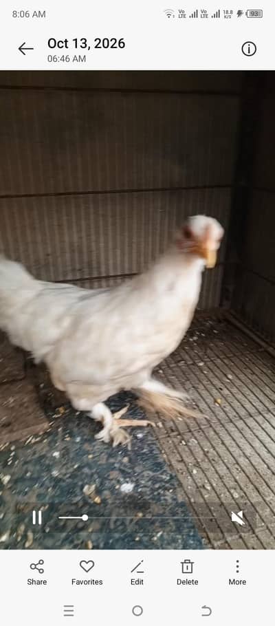 femle for sale