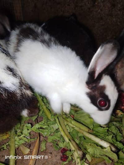 rabbit pair for sale