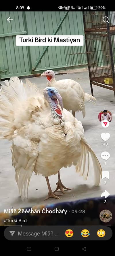 Turkey Birds