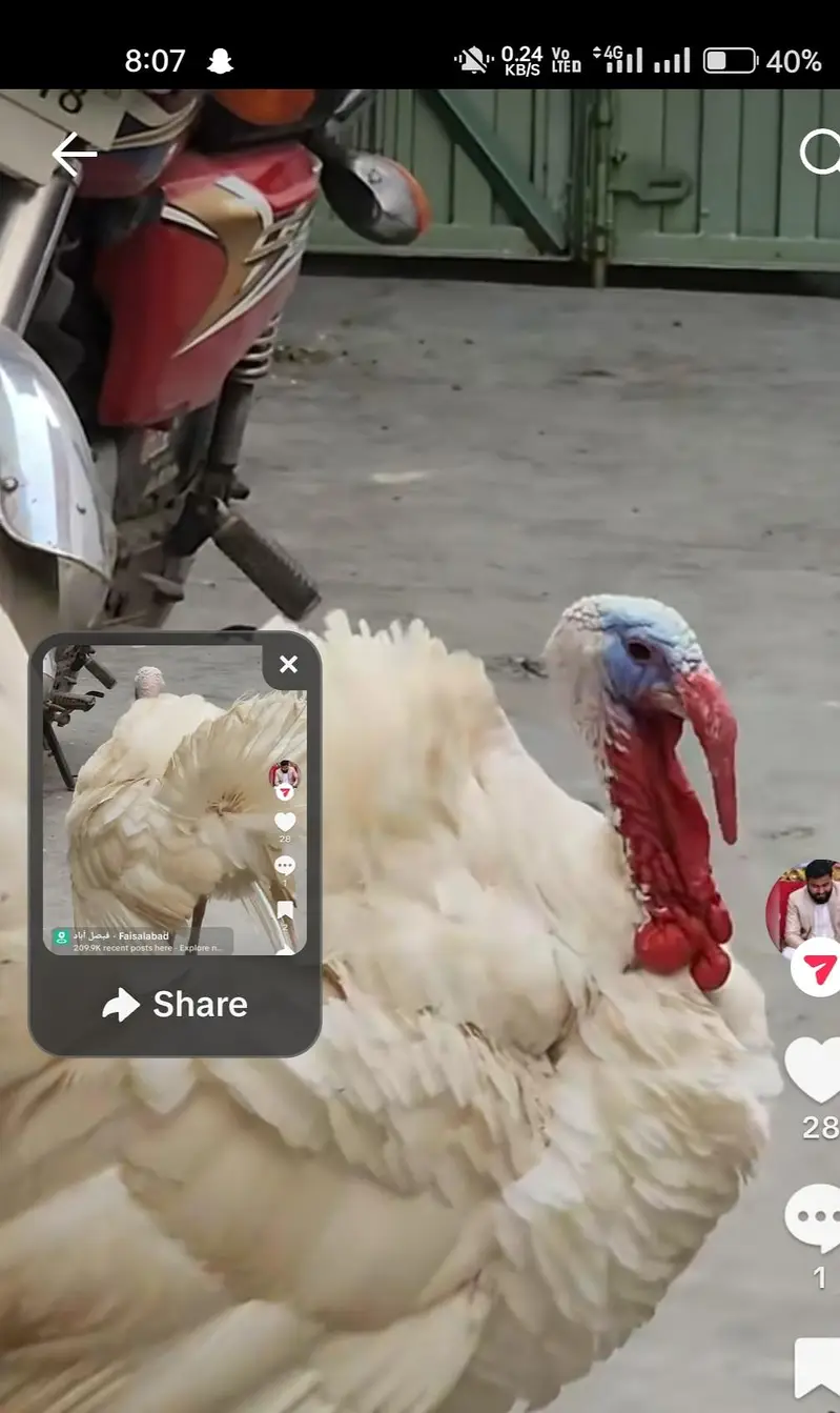 Turkey Birds — photo 2