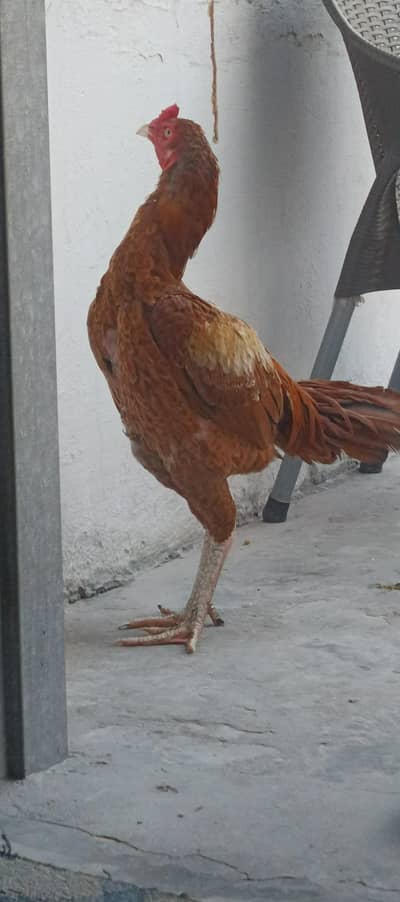 aseel murga long hight