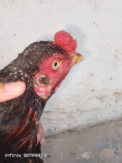 Aseel murga for sale breeder