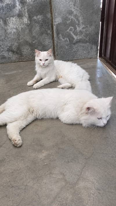white persion cats for sale Whatsapp 03191986995