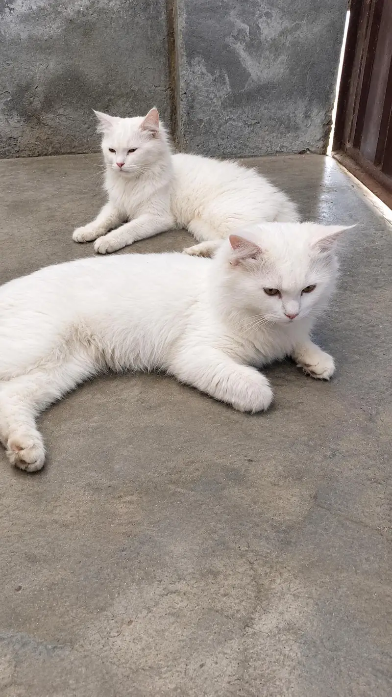 white persion cats for sale Whatsapp 03191986995 — photo 2
