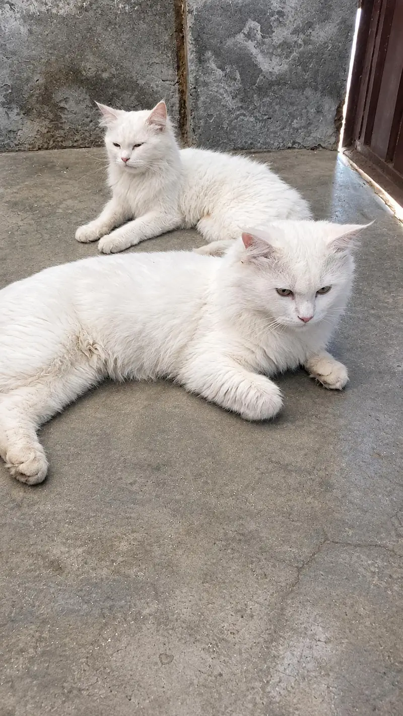 white persion cats for sale Whatsapp 03191986995 — photo 3