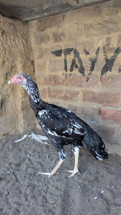 home breed aseel pathi