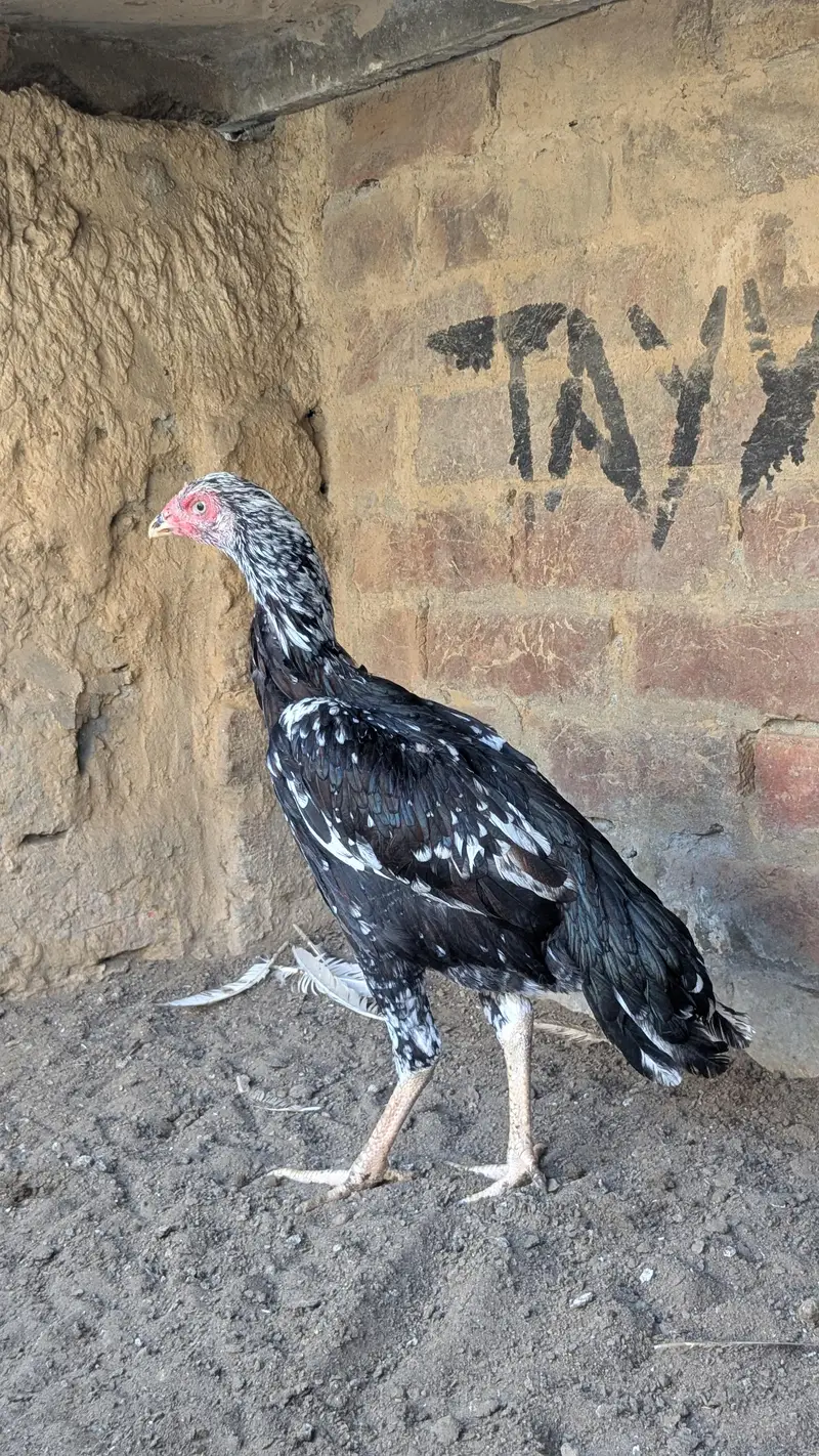 home breed aseel pathi — photo 2