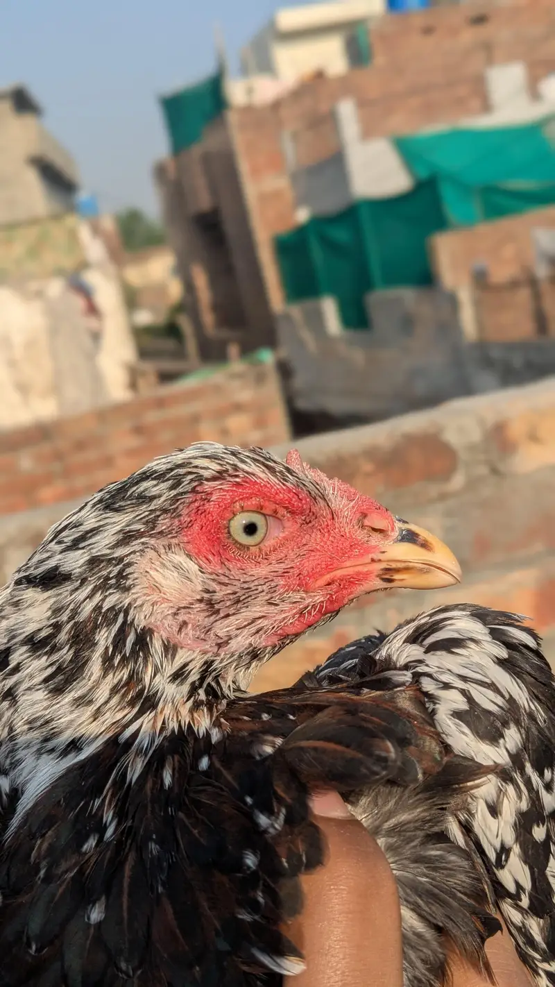 home breed aseel pathi — photo 3