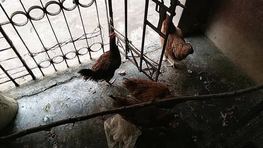 cage available for sale with all associris